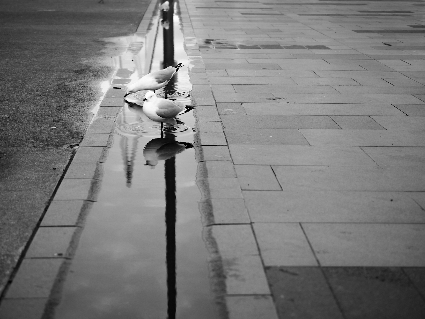 Seagulls and Water puddle at Viaduct Harbour - Street Photography Auckland