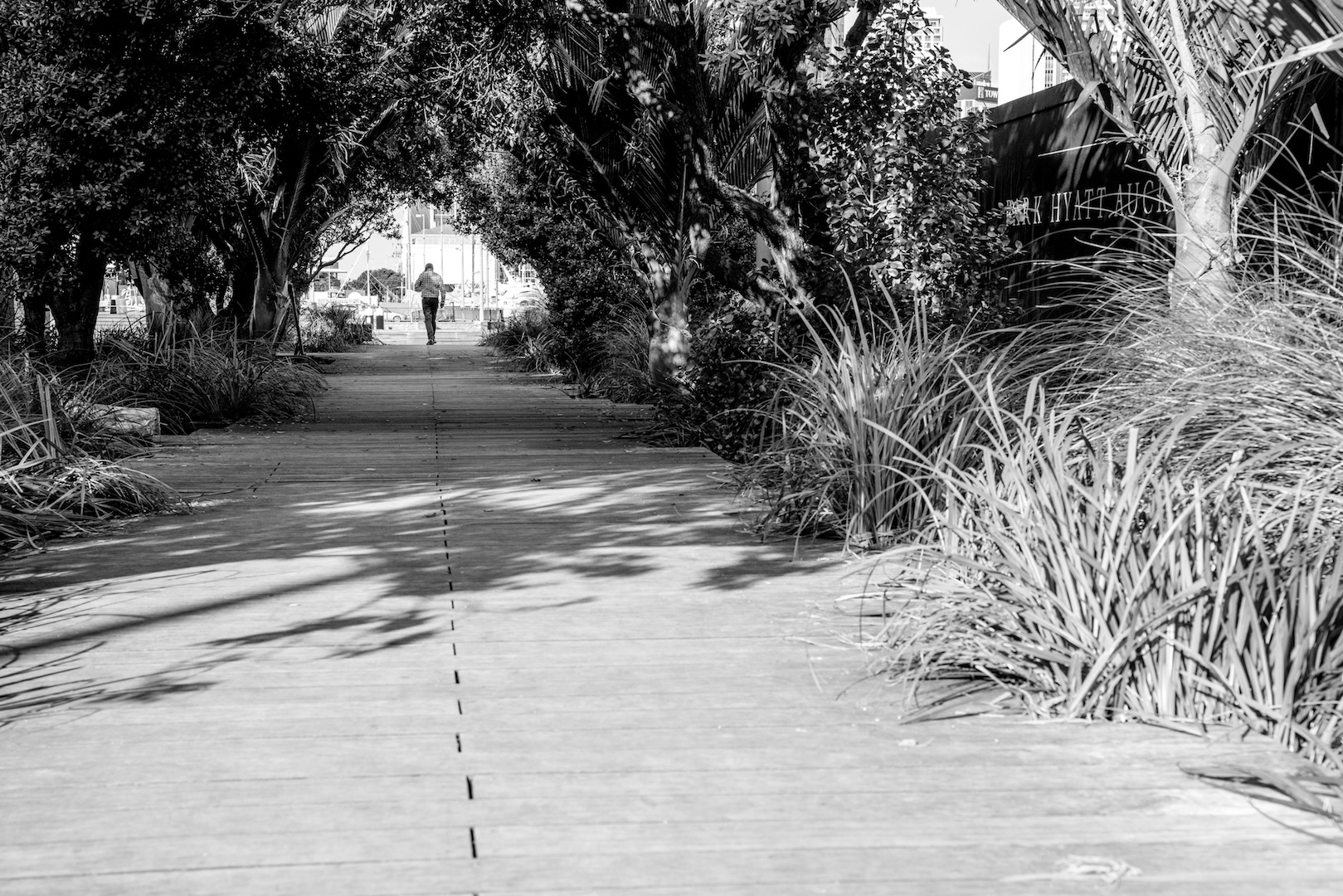 Tree Passage at Wynyard Quarter - Auckland Street Photography