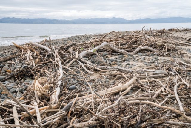 Tapapakanga Regional Park Driftwood