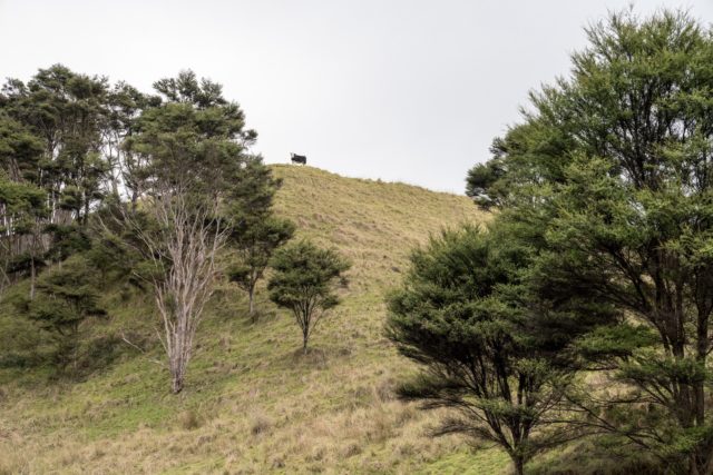 Tapapakanga Regional Park Cow on Hill