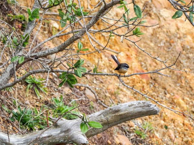 Tapapakanga Regional Park Fantail