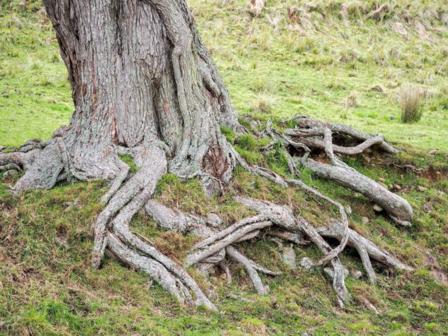 Tapapakanga Regional Park Tree Roots