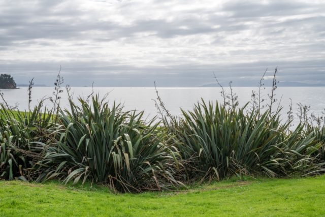 Tapapakanga Regional Park Flax