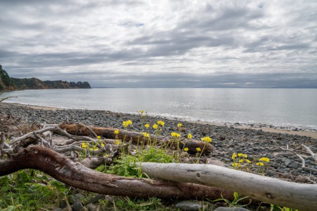 Tapapakanga Regional Park Pebbled Beach