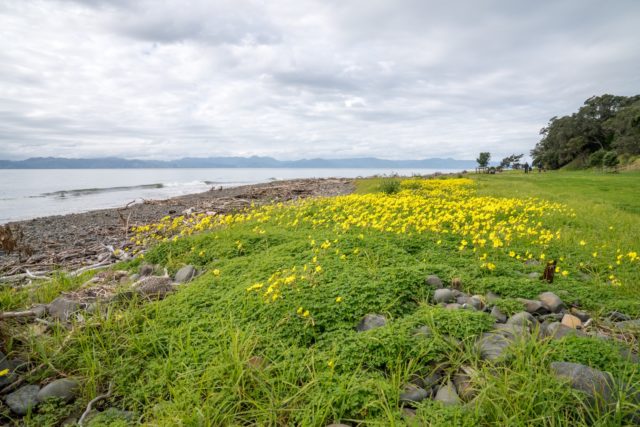 Tapapakanga Regional Park Flower Field