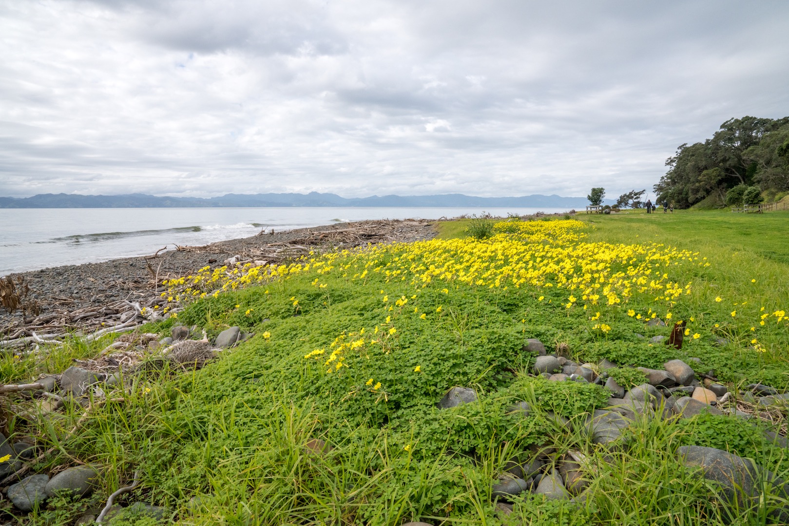 Tapapakanga Regional Park Flower Field