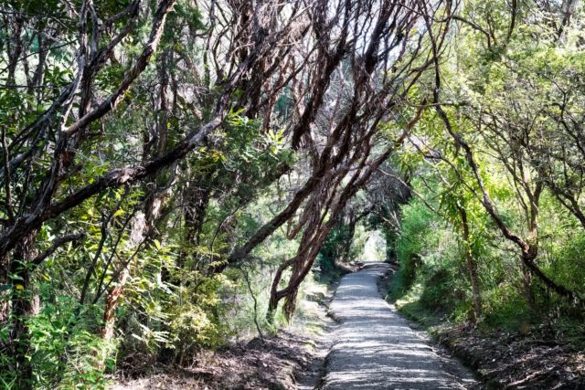 Kaitoke Hot Springs Walk on Aotea Great Barrier Island