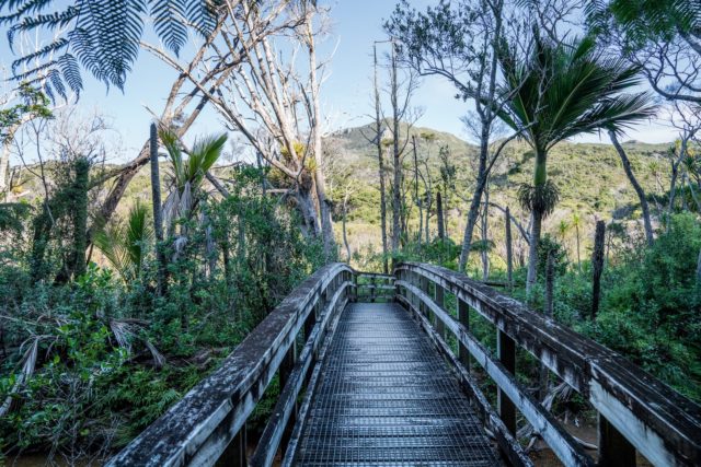 Kaitoke Hot Springs Walk on Great Barrier Island, Aotea