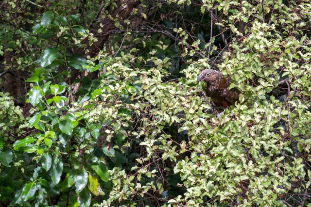 Kaka at Aotea Great Barrier Island