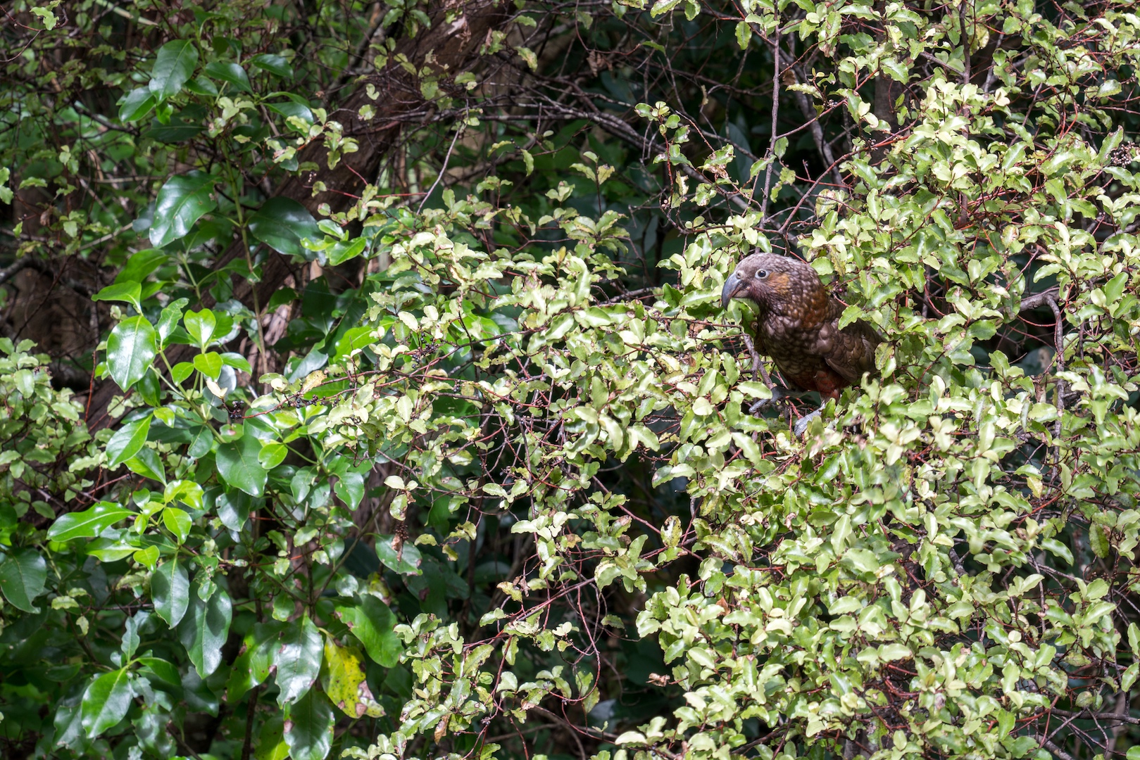 Kaka at Aotea Great Barrier Island