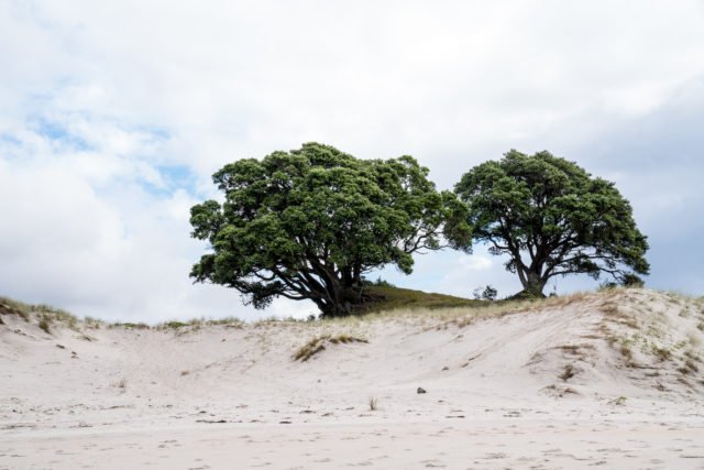 Medlands Beach on Aotea Great Barrier Island