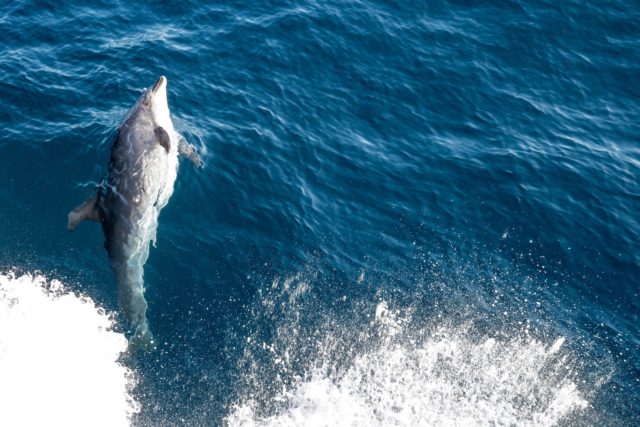 Jumping Dolphins from Ferry to Auckland Aotea - Great Barrier Island