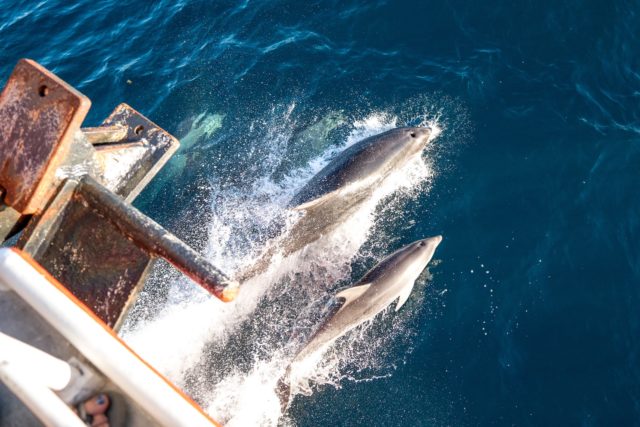 Jumping Dolphins from Ferry to Auckland Aotea - Great Barrier Island