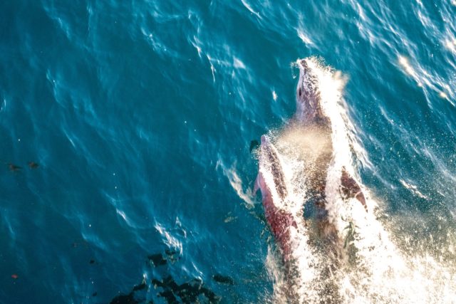 Jumping Dolphins from Ferry to Auckland Aotea - Great Barrier Island