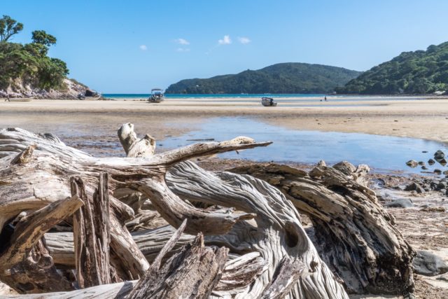 Driftwood at Low Tide at Tryphena Beach on Great Barrier Island, Aotea