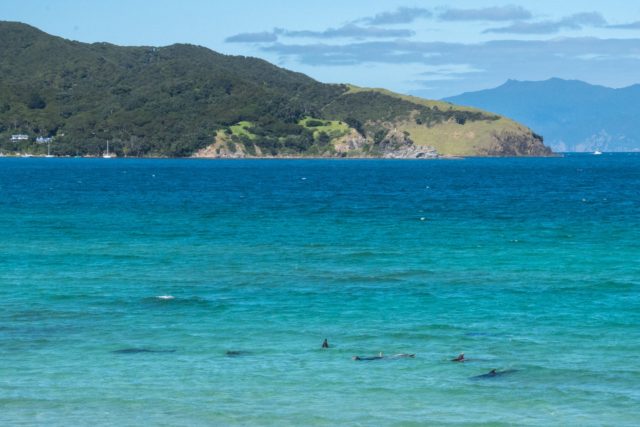 Dolphins at Puriri Bay in Tryphena on Great Barrier Island, Aotea