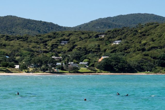 Dolphins in Puriri Bay at Tryphena on Great Barrier Island, Aotea