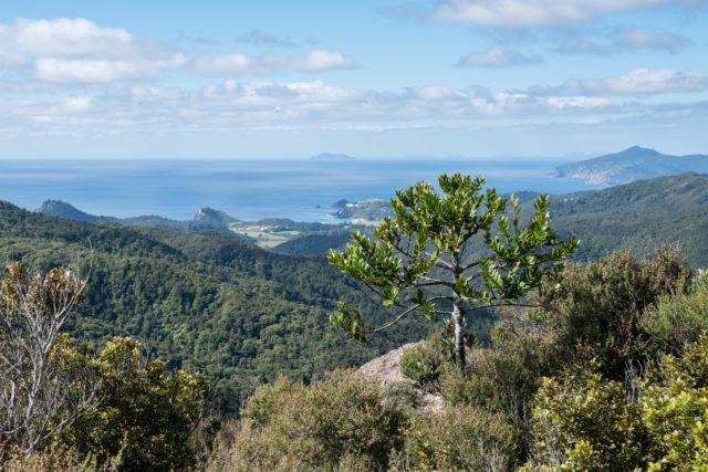 Windy Canyon View, Aotea Great Barrier Island
