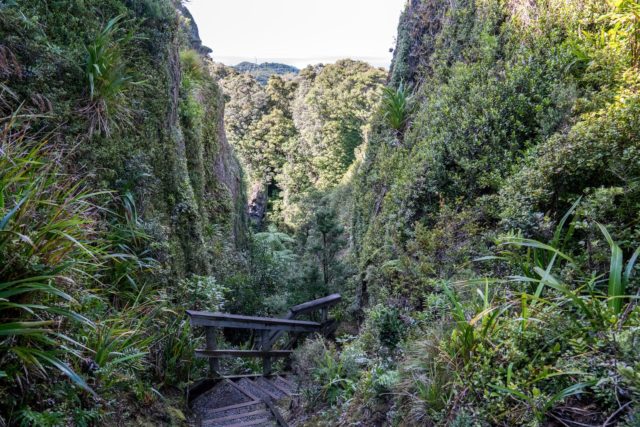 Windy Canyon Walk on Aotea Great Barrier Island