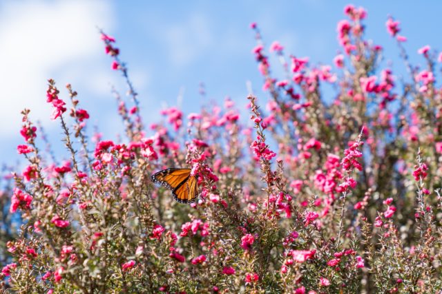 Spring Butterfly and Flowers Papakura, Auckland Street Photography