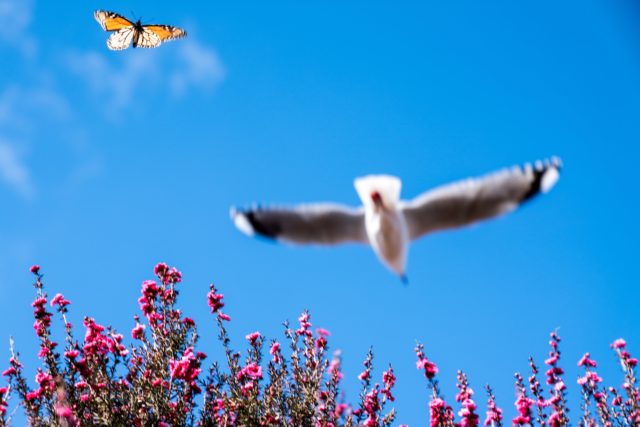 Spring Butterfly and Seagull Papakura, Auckland Street Photography