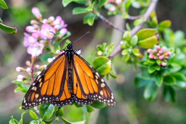 Spring Butterfly Papakura, Auckland Street Photography