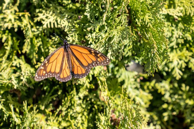 Butterfly on Bush, Papakura Auckland Street Photography