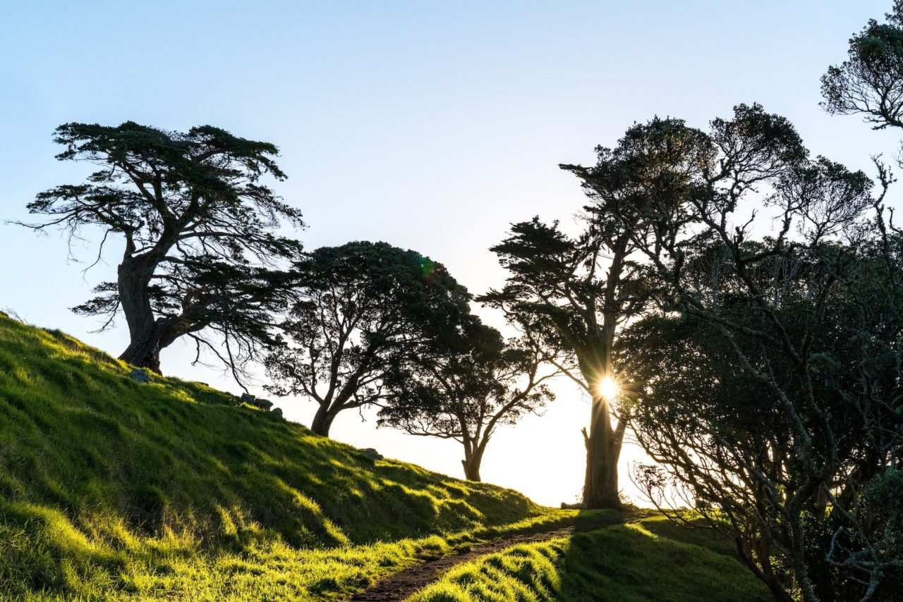 Mangere Mountain Trees, Grass and Sunset - Street Photography Auckland