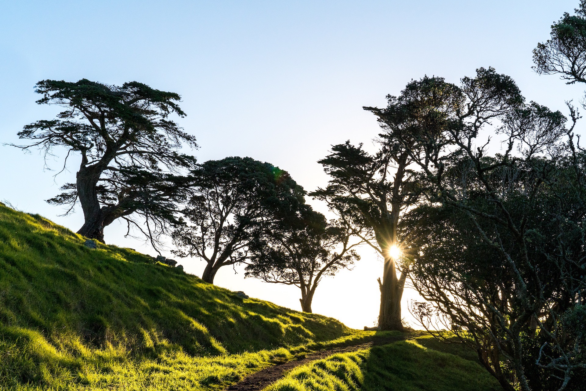 Mangere Mountain Trees, Grass and Sunset - Street Photography Auckland