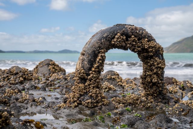 Mooring Ring at Wonga Wonga Bay in West Auckland - Street Photography Auckland