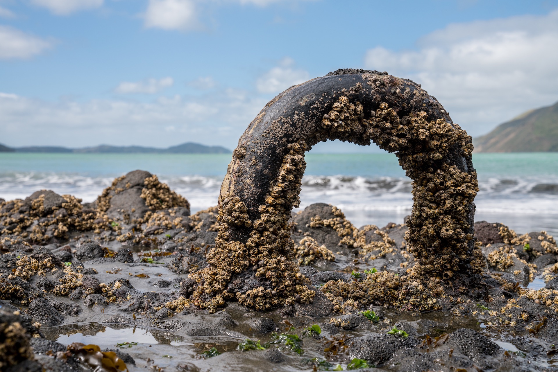 Mooring Ring at Wonga Wonga Bay in West Auckland - Street Photography Auckland