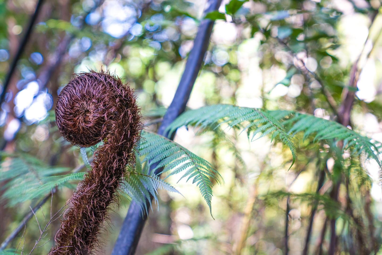 New Ponga Silver Fern – Aucklife