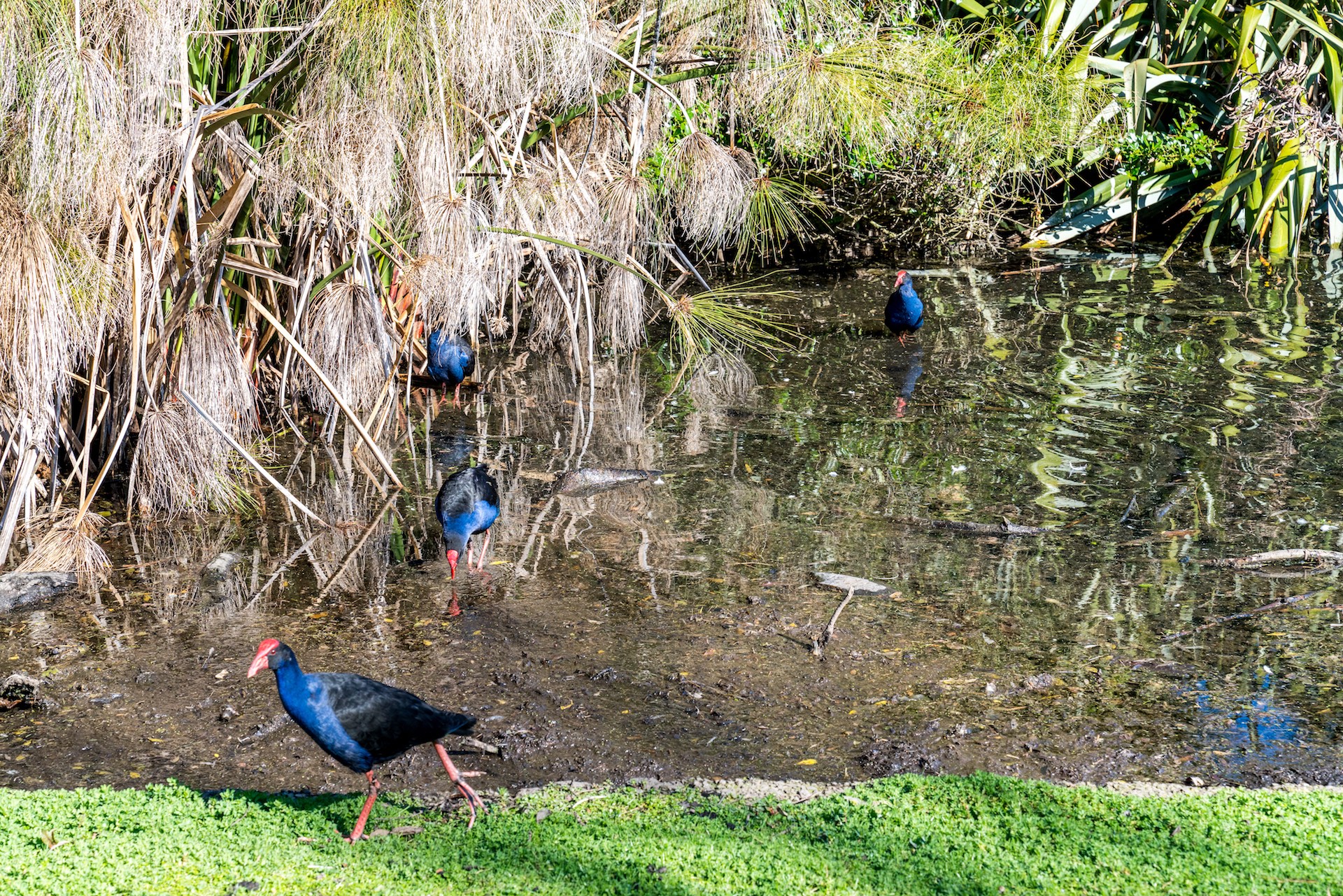 Pukekos at Western Springs Quarry - Street Photography Auckland