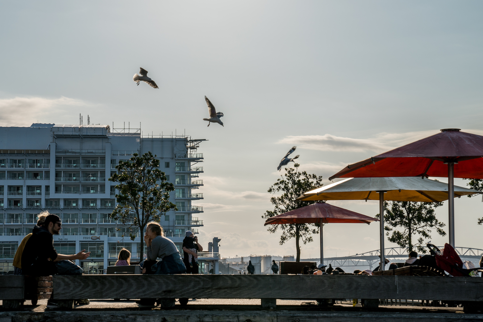 Queens Wharf People and Seagulls - Street Photography Auckland