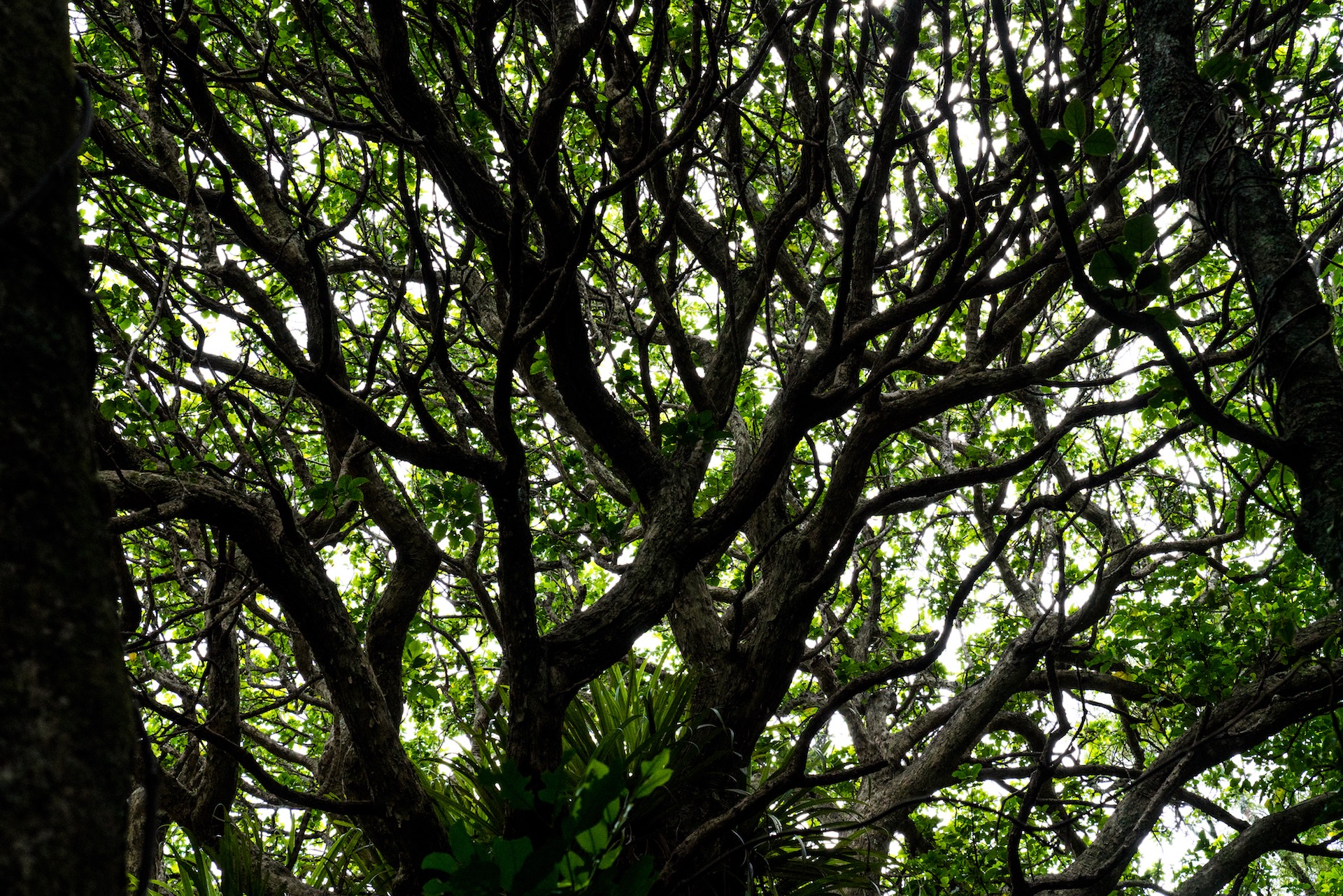 Shakespear Regional Park Trees, Whangaparaoa - Street Photography Auckland