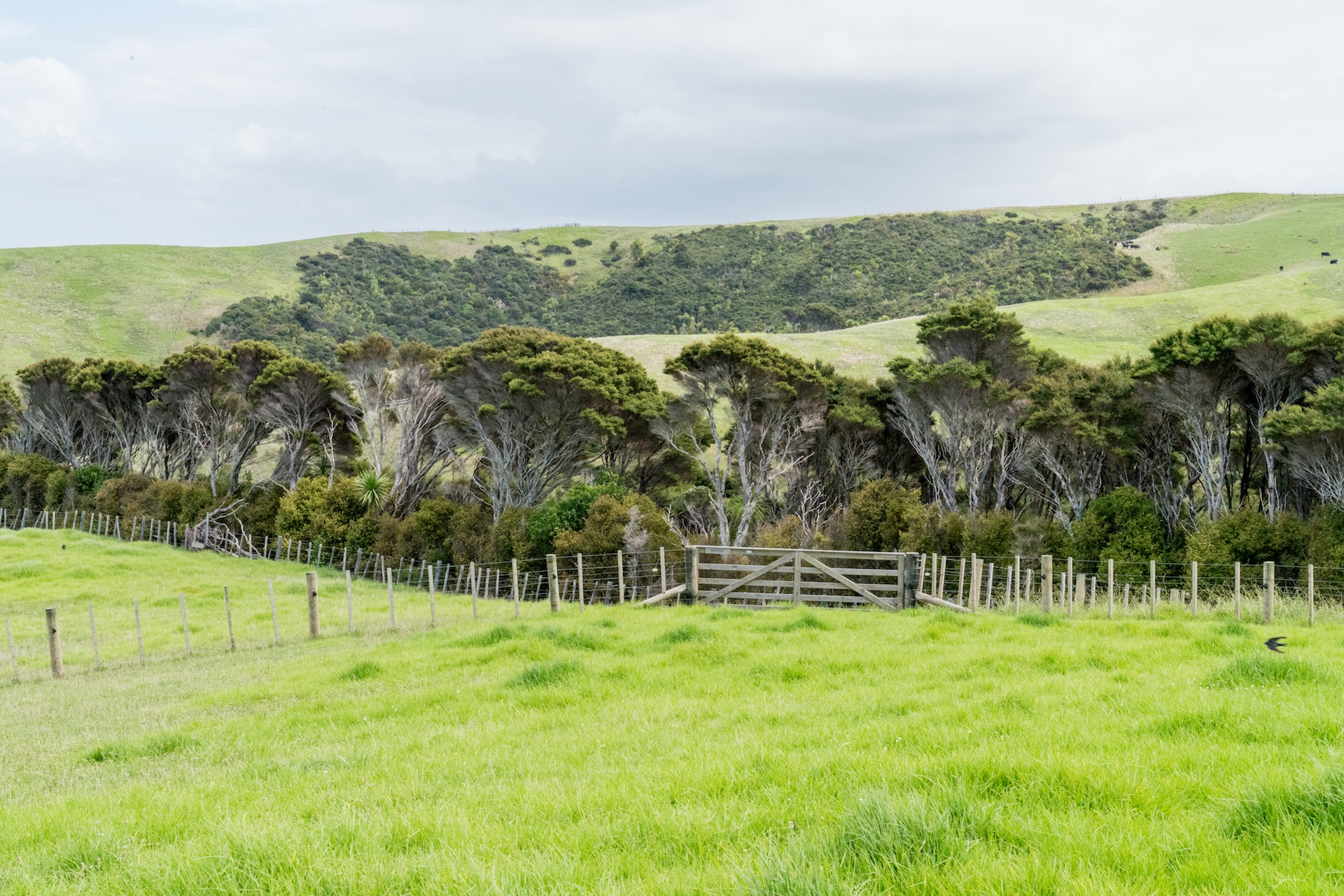 Shakespear Regional Park Bush, Whangaparaoa - Landscape Photography Auckland