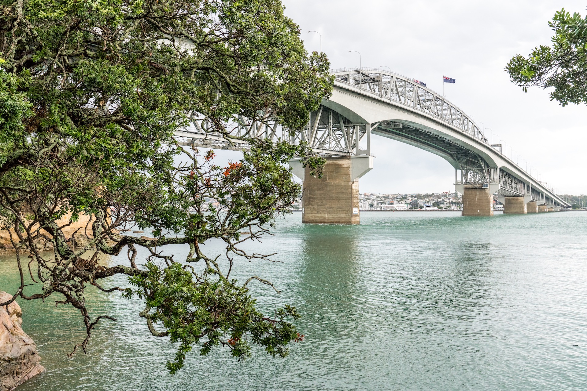 Stokes Point Pohutukawa Aucklife
