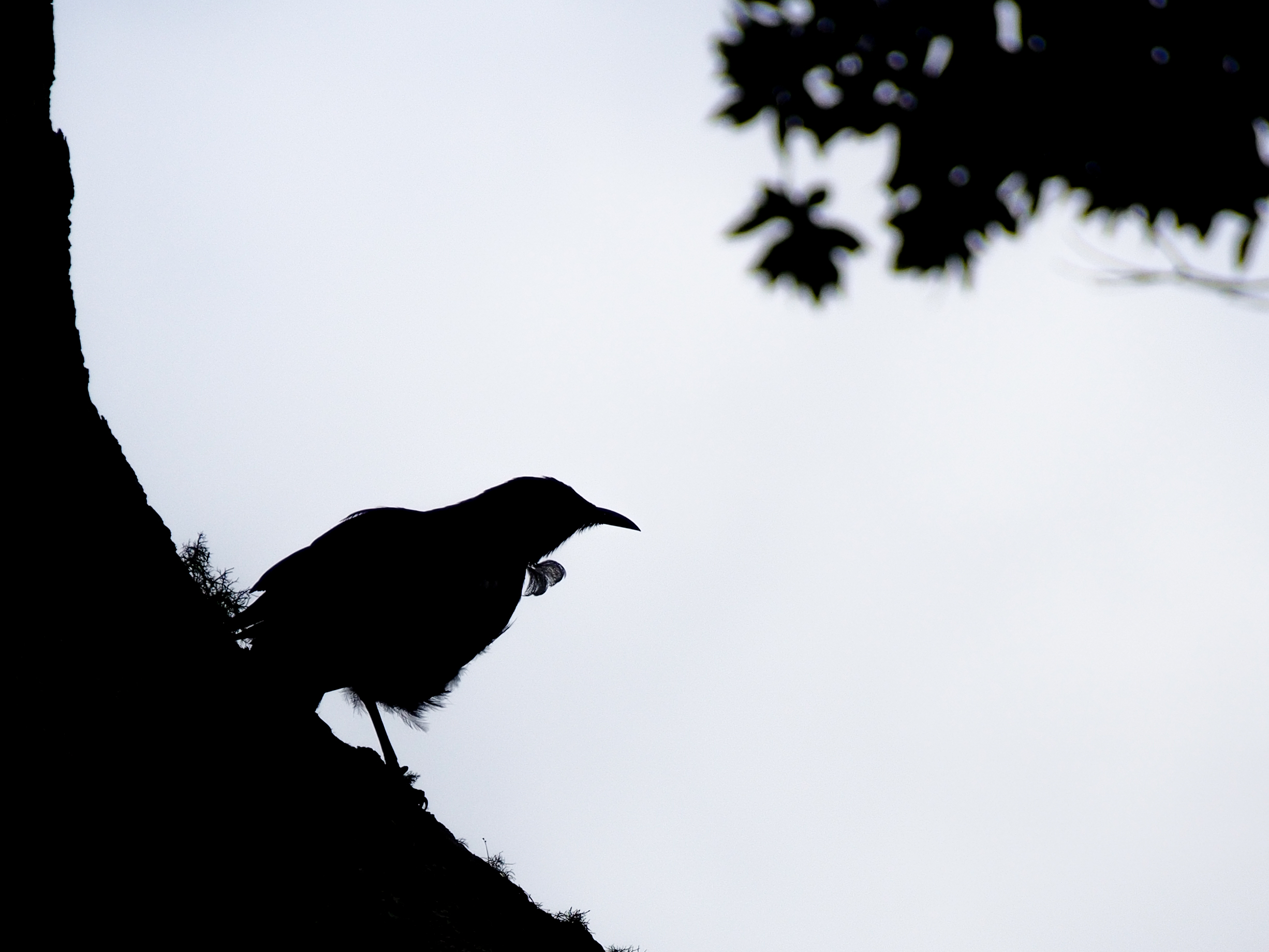 Tui Bird Hiding in the Shadows - Street Photography Auckland
