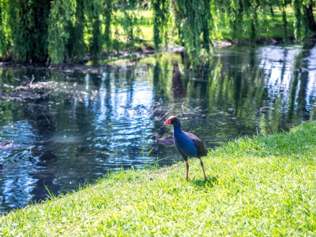 Pukeko and Willows at Portland Reserve - Remuera
