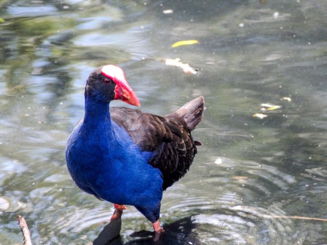 Pukeko at Portland Reserve - Remuera