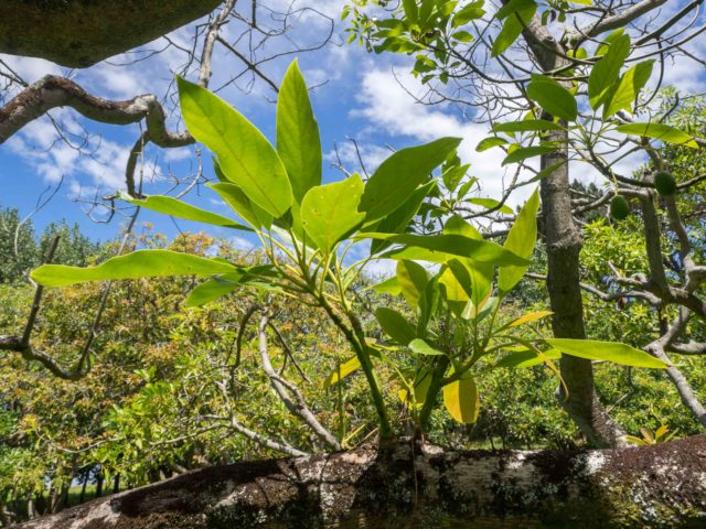 Auckland Public Avocado Orchard Branches and Leaves