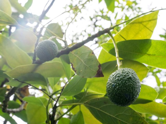 Auckland Public Avocado Orchard Close Up Avocados on Tree