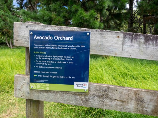 Auckland Public Avocado Orchard Entry Sign