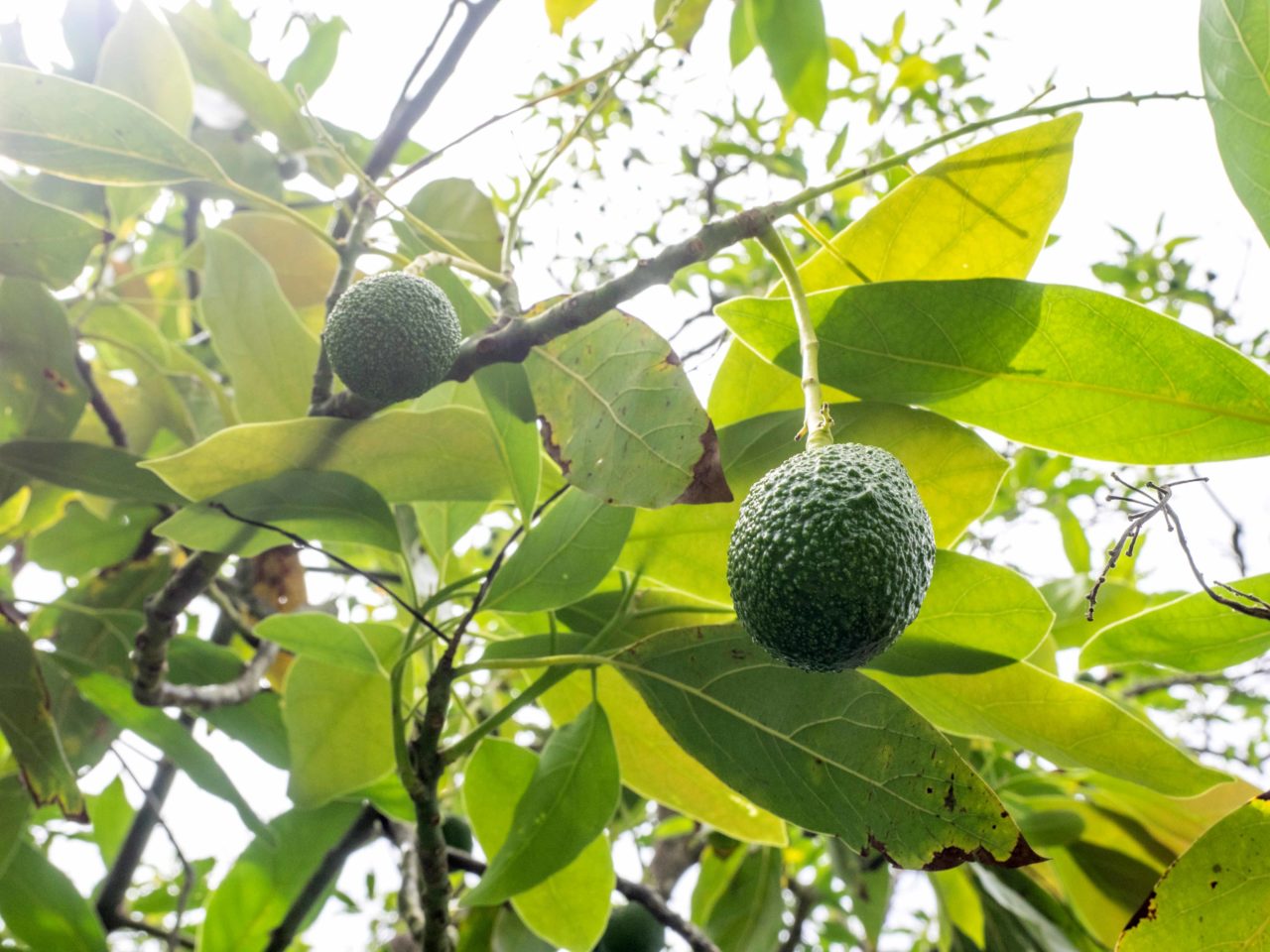 Auckland Public Avocado Orchard Green Avocados