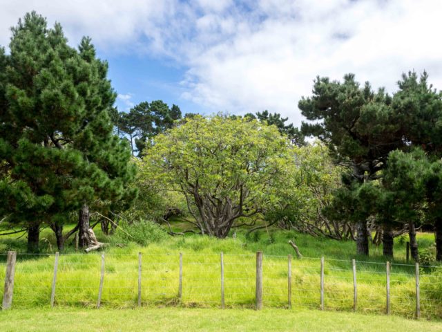 Auckland Public Avocado Orchard Otuataua Stonefields