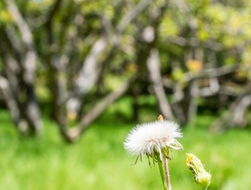 Auckland Public Avocado Orchard Spring Flowers