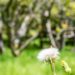 Auckland Public Avocado Orchard Spring Flowers