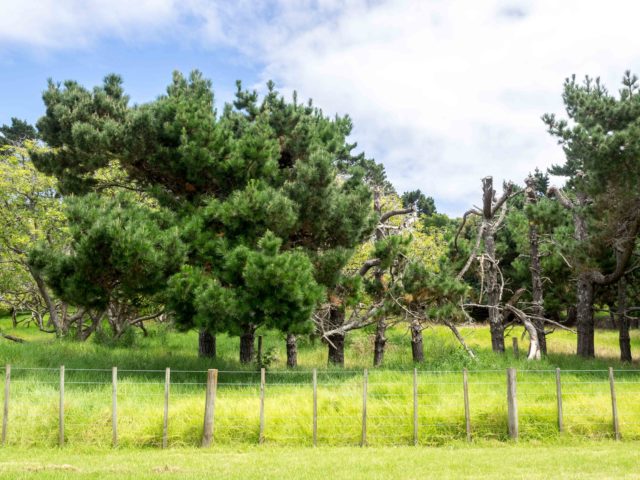 Auckland Public Avocado Orchard Trees