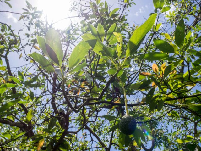 Auckland Public Avocado Orchard Unripe Avocados
