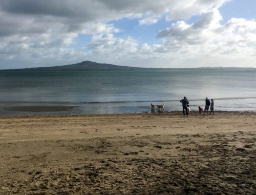 Early Morning Kohimarama, East Auckland
